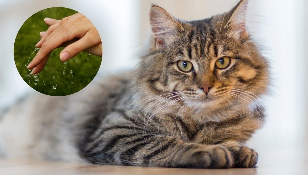 El truco más efectivo para quitar pelos de gato de ropa y muebles: sólo necesitas tu mano y agua