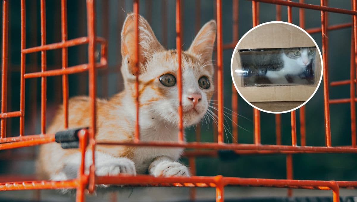¿Cómo hacer un transportador para gatos reciclado pero bonito?