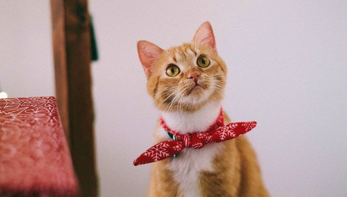 Receta casera para gato de pollo con calabazas y huevo alta en nutrientes