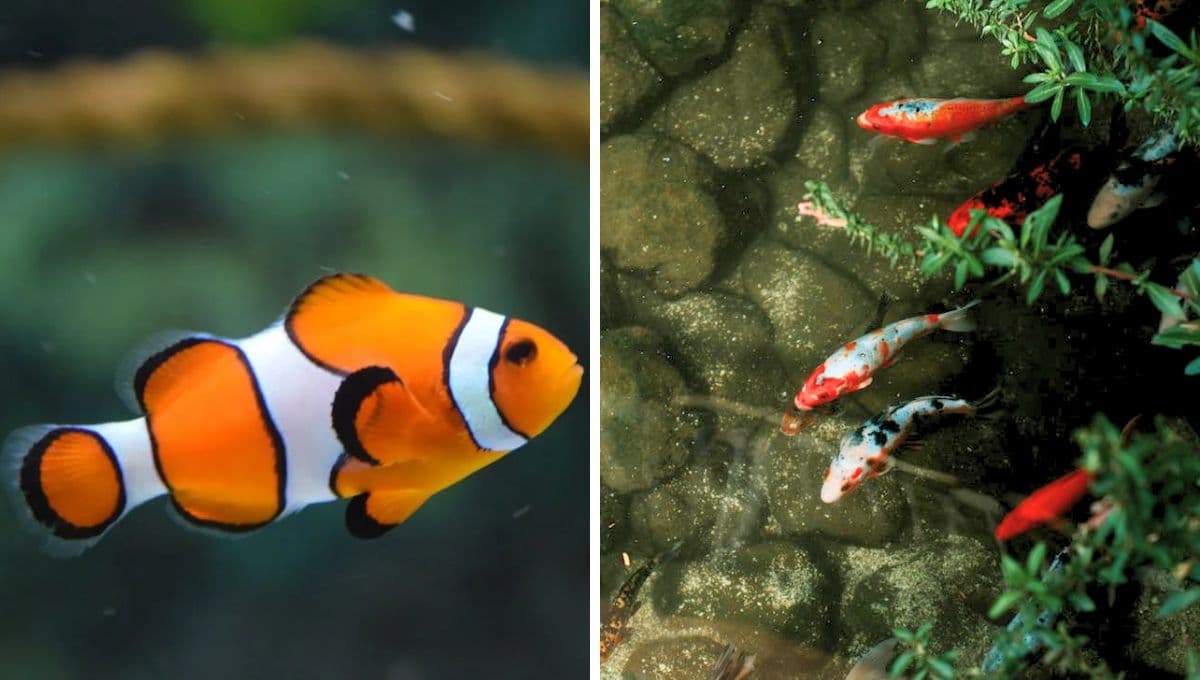 ¿Qué peces limpian las peceras? 3 especies que mantendrán en buen estado el agua