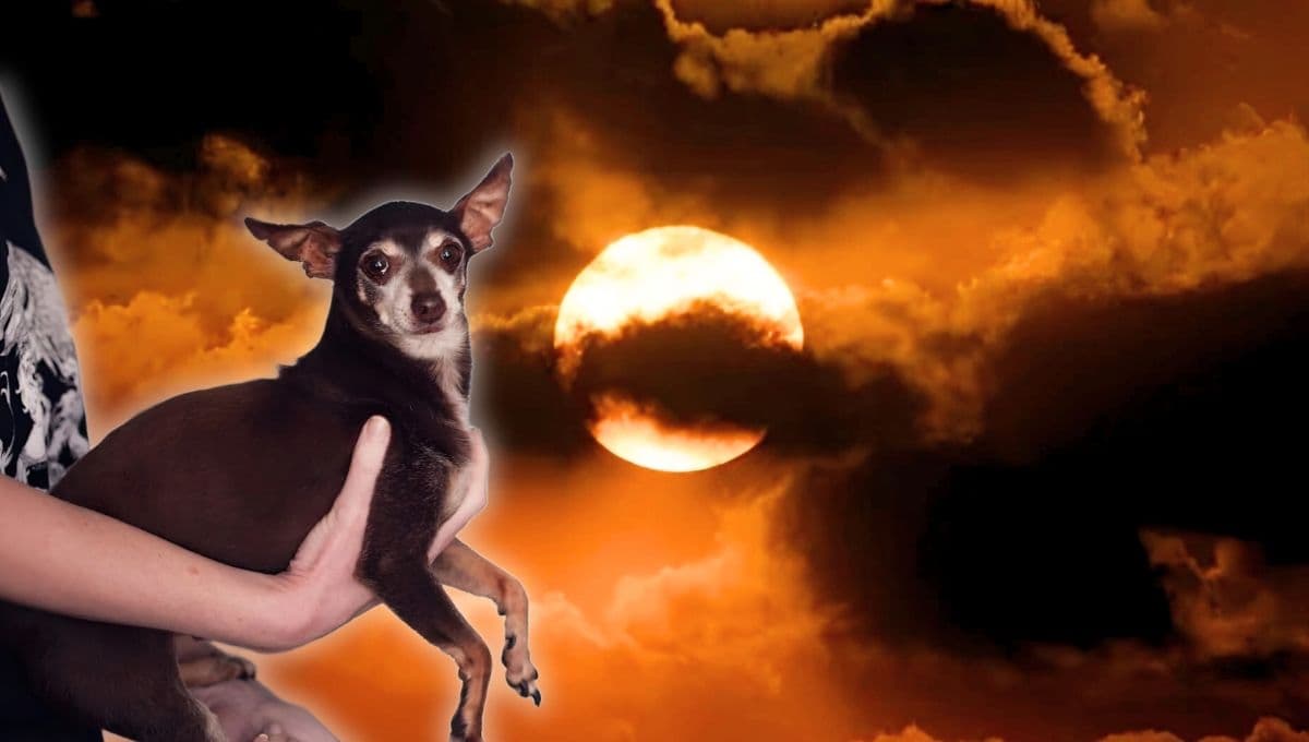 ¿Qué pasa si mi perro ve el eclipse solar?