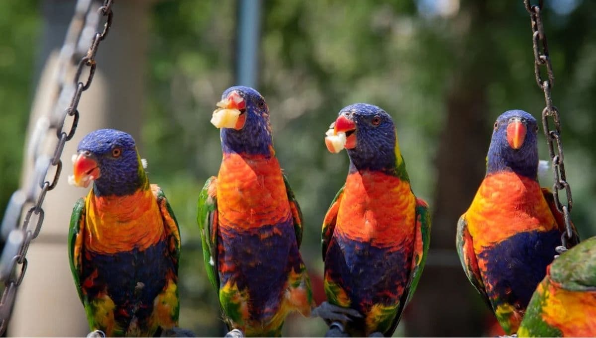 Prepara este alimento para loros: delicioso y fresco