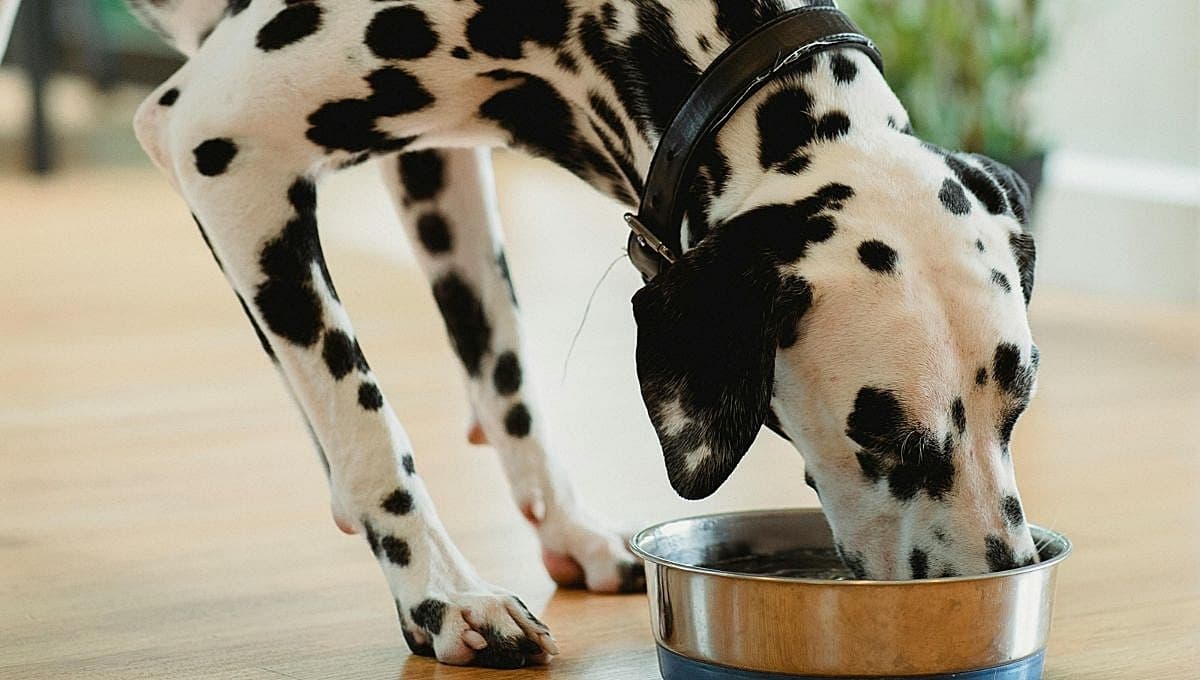 Prepara esta rica comida casera para tu perro con carne molida y verduras