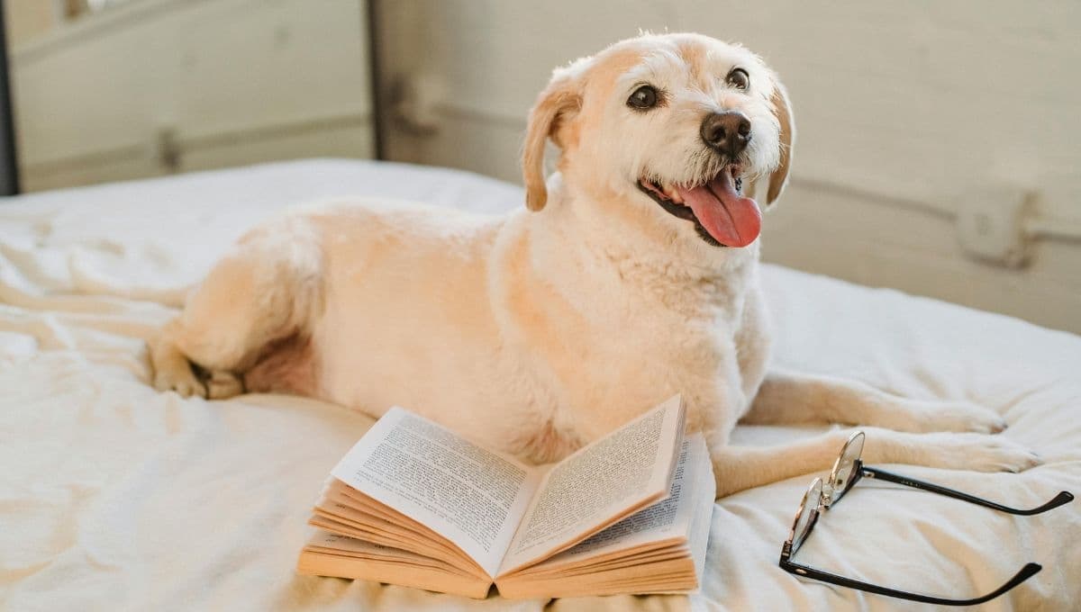 ¿Cómo hacer que mi perro no se orine en la cama?