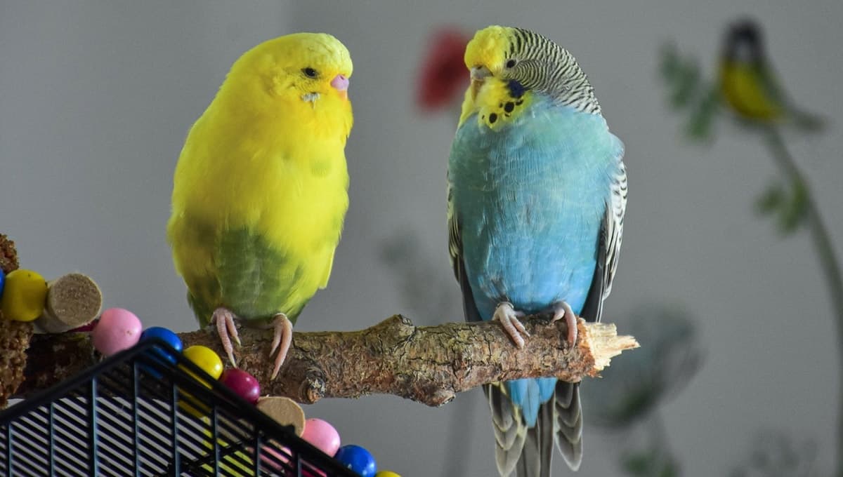 Cómo usar el bicarbonato para limpiar la jaula de un perico rápidamente