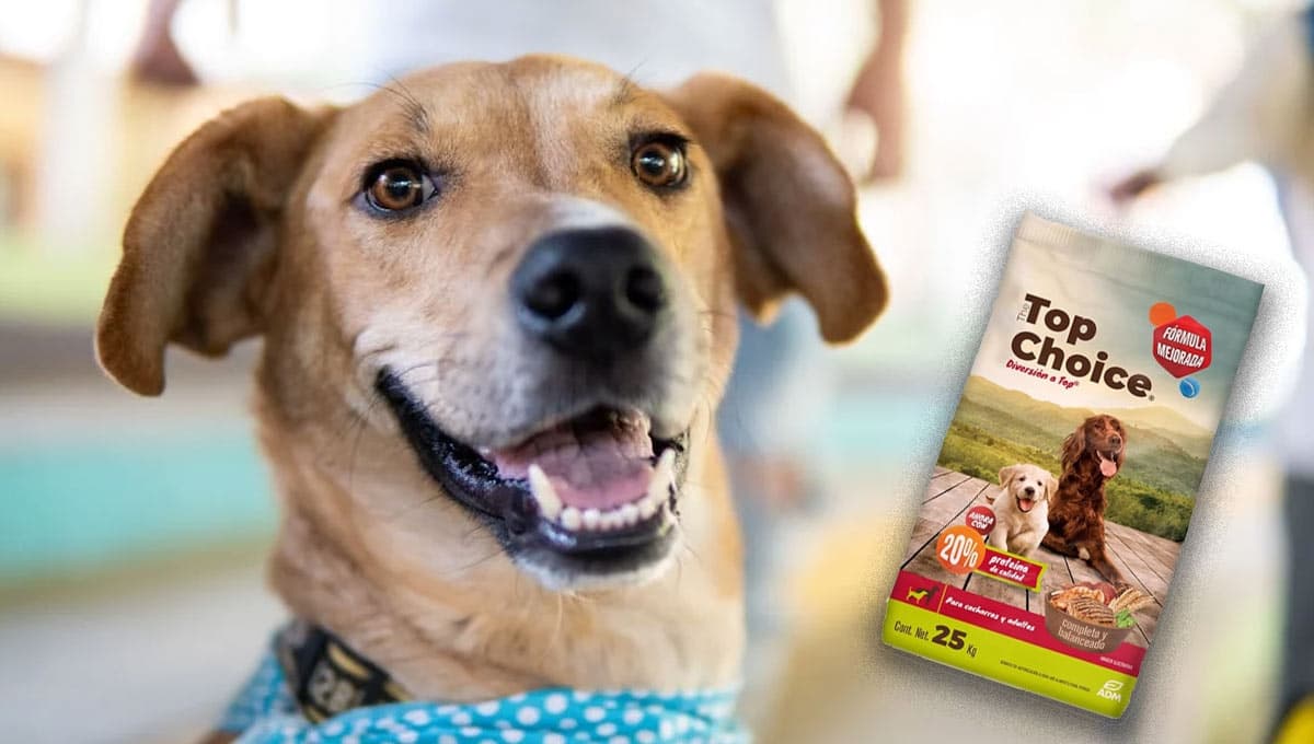¿Qué tan bueno es el costal de alimento para perro The Top Choice que Bodega Aurrera está rematando?