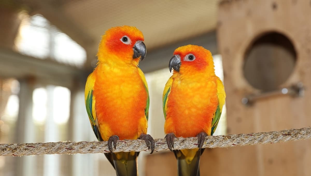 Limpia la jaula de tu perico con ESTE ingrediente casero y económico