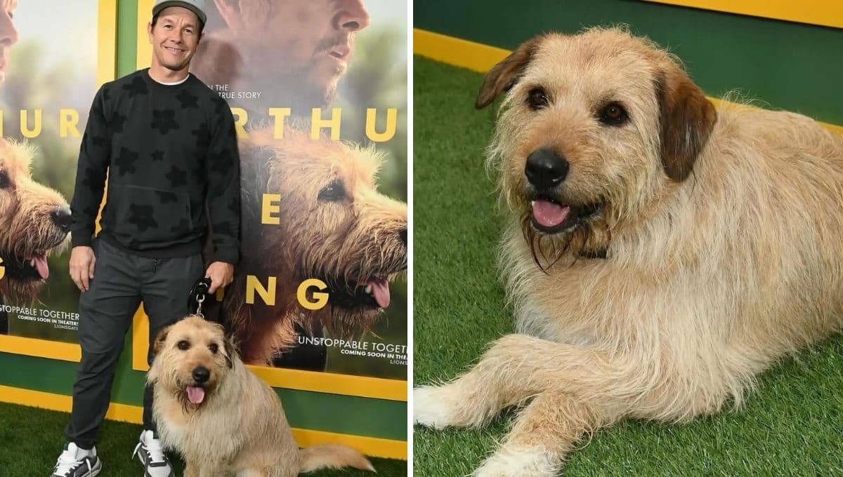 Conoce a Ukai, el perro actor detrás de la película ‘Arthur the King’