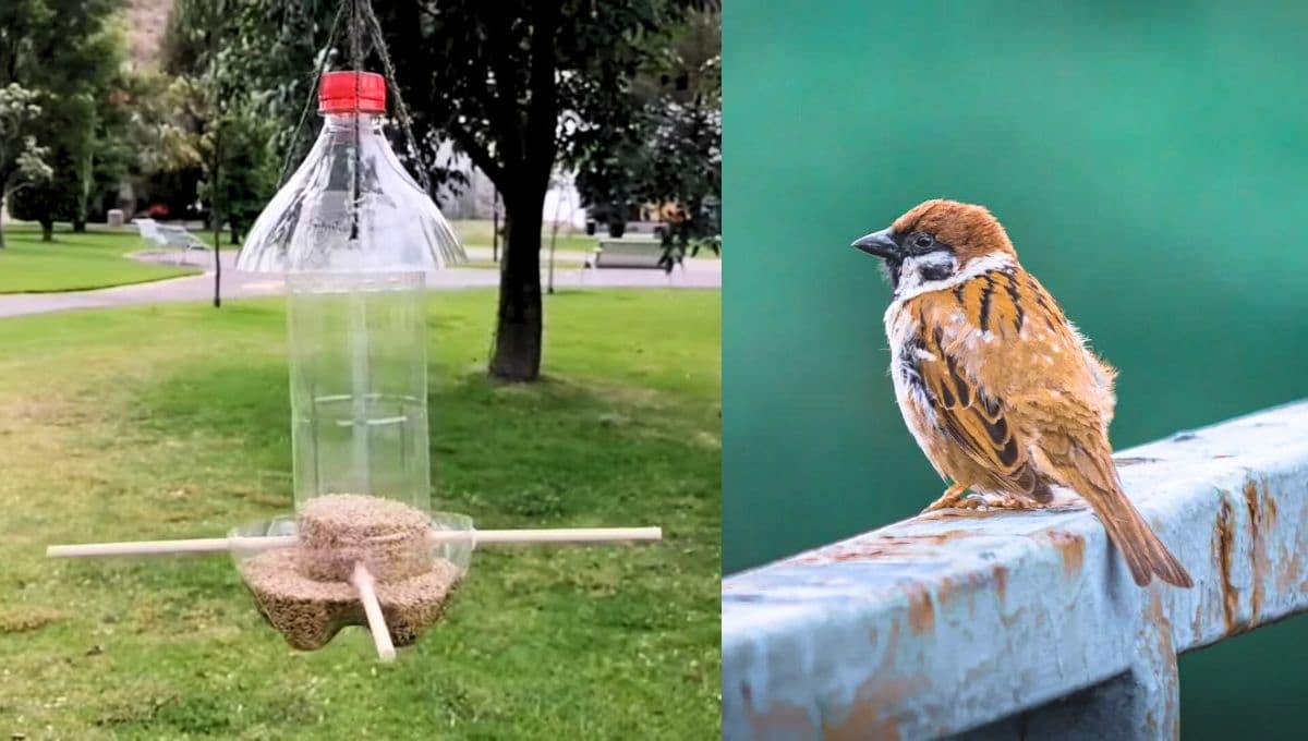 ¿Cómo hacer un comedero para pájaros con material reciclado fácil y rápido?