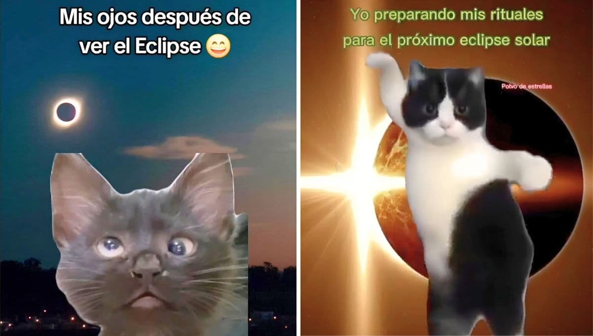 5 MEMES de gatitos que se preparan para el eclipse solar del 8 de abril