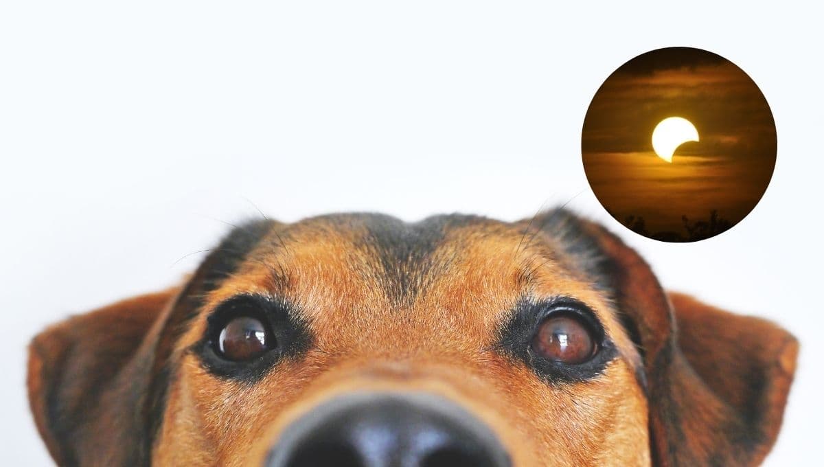 Señales de que tu perro vio el eclipse solar y dañó su vista