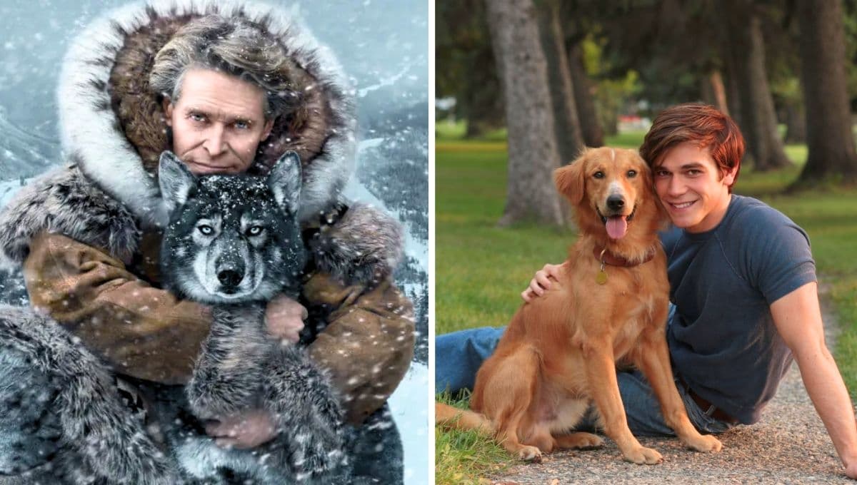 Arthur, Hachiko y Togo: historias conmovedoras de perros más leales que cualquiera