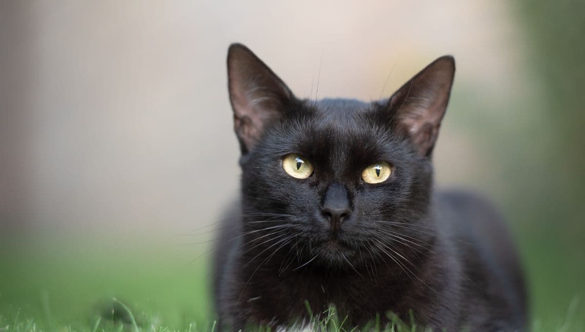 Nombres para gatos negros machos con significado espiritual