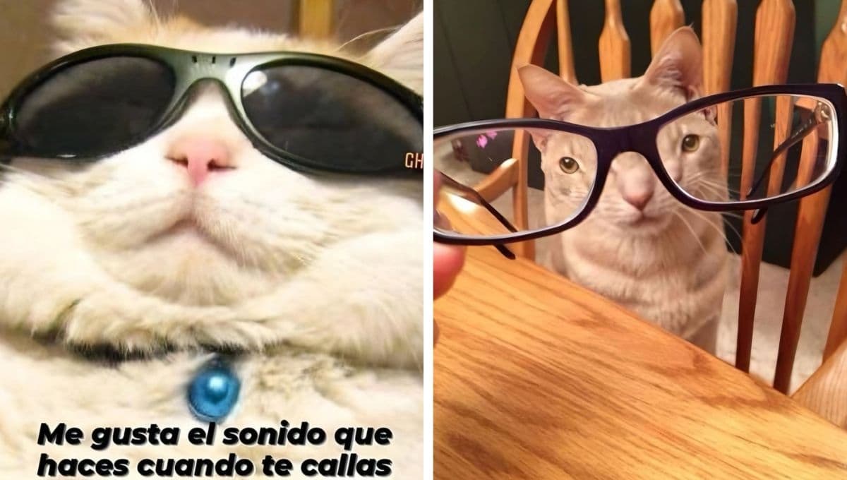 MEMES de gatos que se quedaron ciegos por ver el eclipse de abril 2024