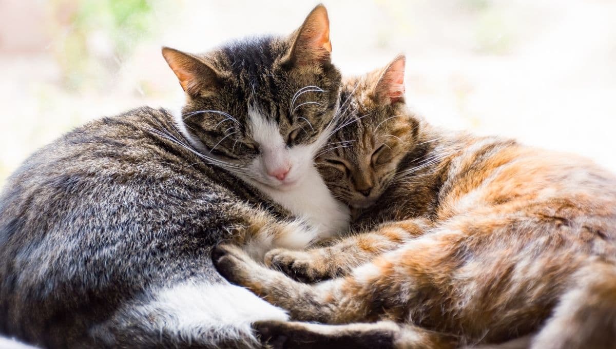 Ellos son los 19 gatos de Palacio Nacional que tendrán pensión de por vida