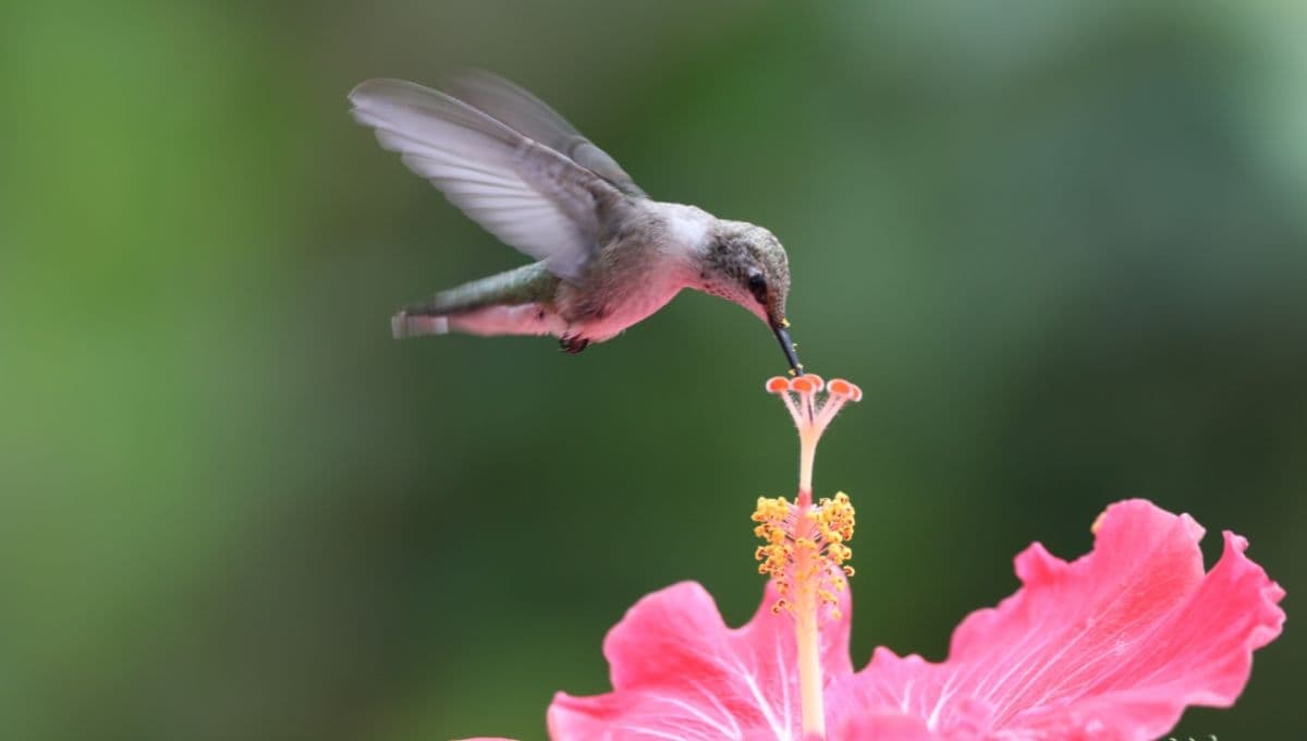 ¿Cómo cuidar un colibrí en casa?
