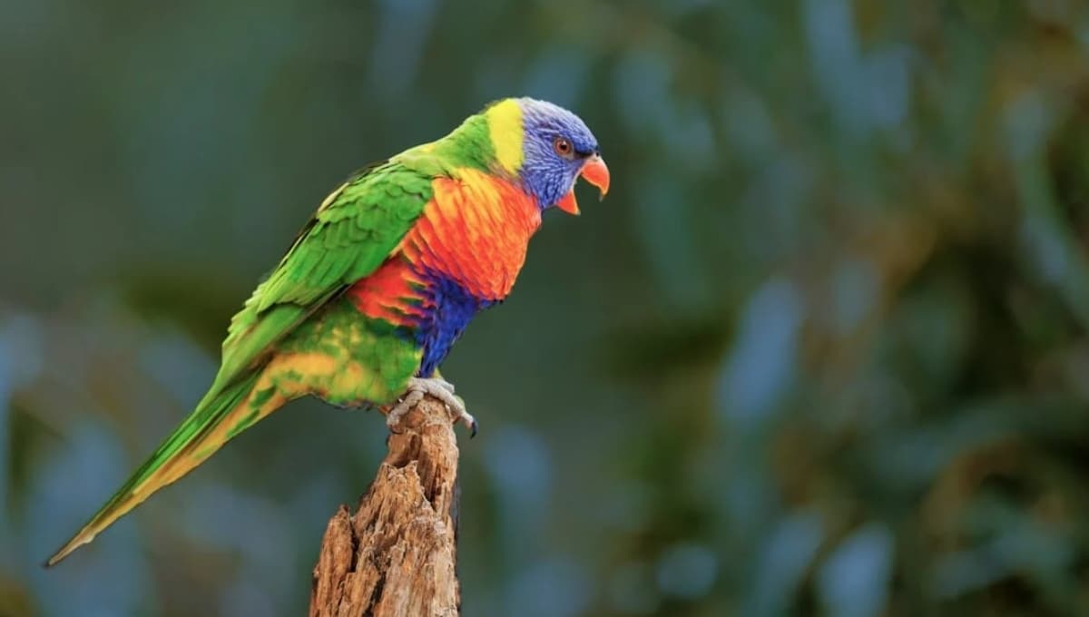 3 cosas que tienes en casa y son tóxicas para tu loro