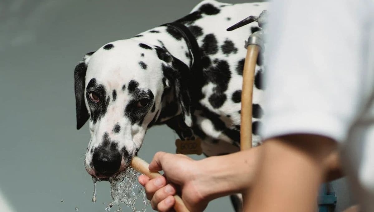 Agua de la llave o agua de garrafón: qué es mejor para un perro y por qué