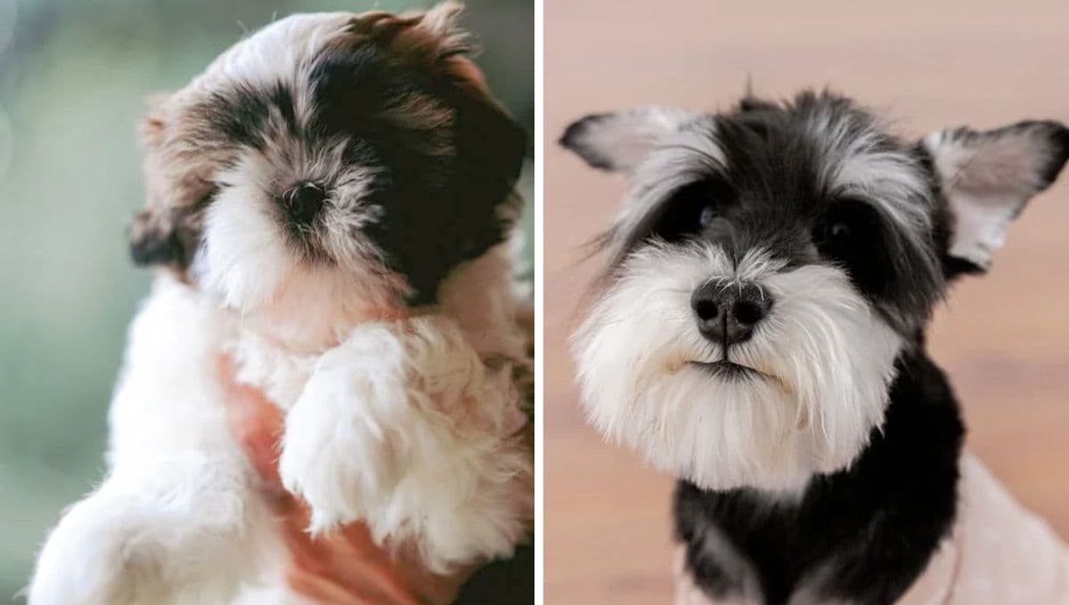 Con estos 3 consejos pude mejorar el pelo de mi perro Schnauzer