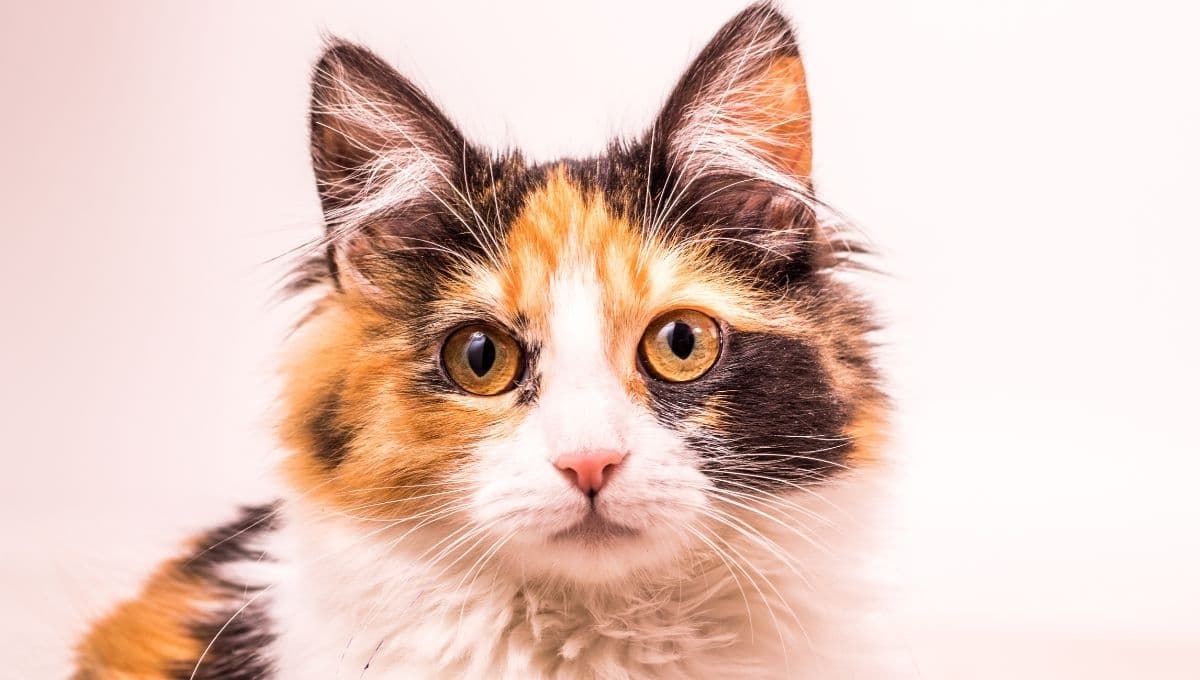 Esto es lo que pasaría si los gatos desaparecieran del mundo