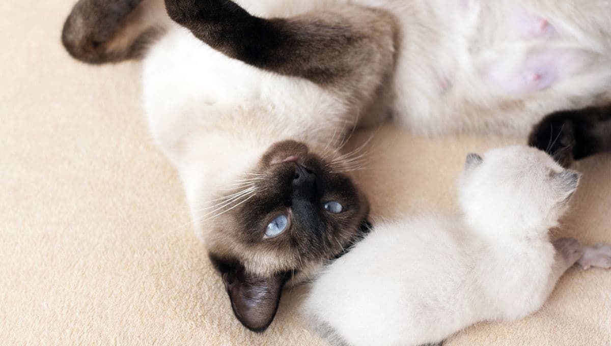 Temporada de gatos: ¿por qué se reproducen más cada año y cómo frenarlo?