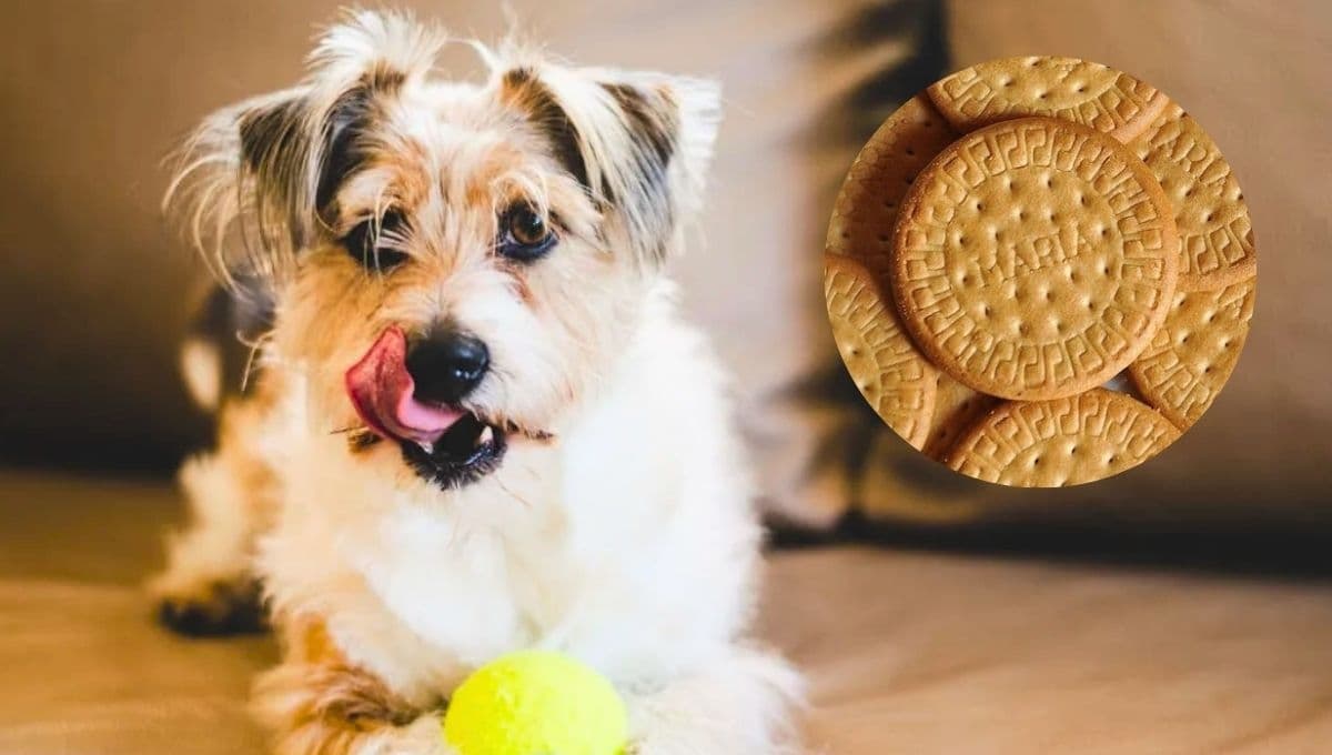¿Qué pasa si mi perro come galletas Marías, según los expertos?