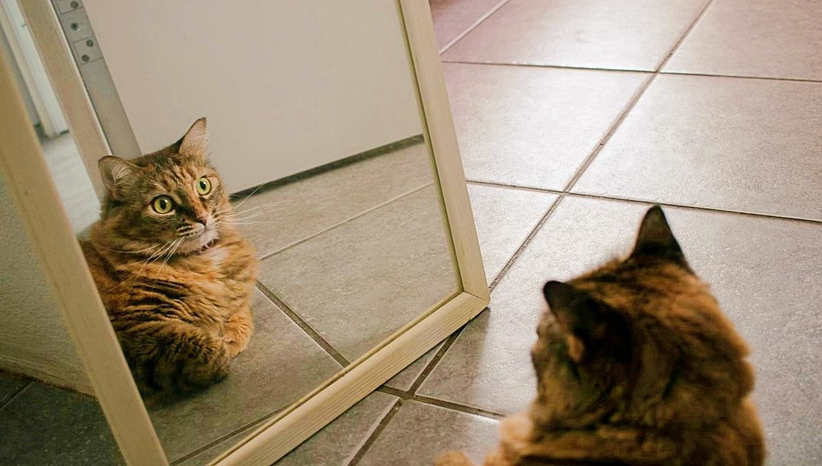 Por qué los gatos rascan los espejos: ¿marcan territorio o ven cosas extrañas?