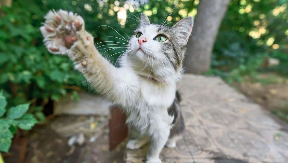 3 claves para entender por qué tu gato te toca la cara con sus patas