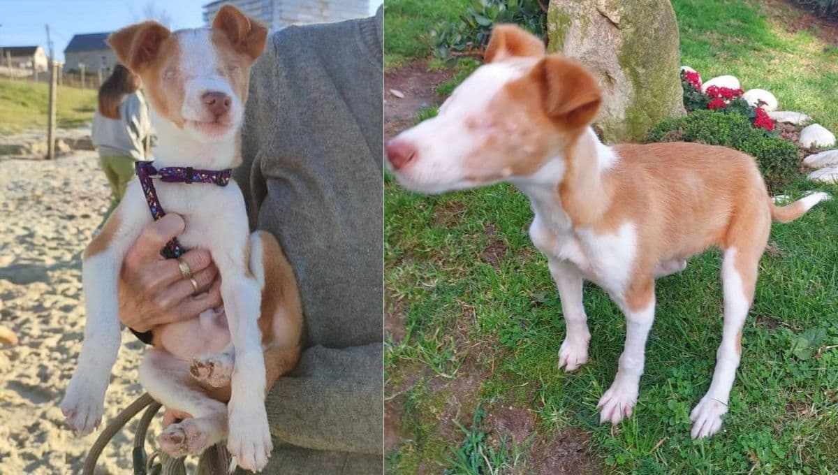 Chon, la triste historia del perro sin ojos que no puede encontrar familia