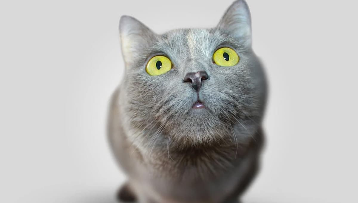 Descubre por qué tu gato te persigue al baño