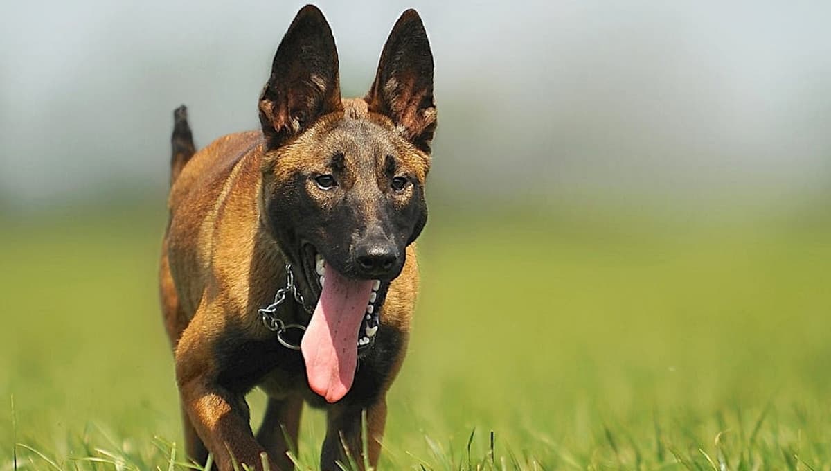 Pastor Belga Malinois: características y toda la información que debes saber sobre esta raza de perro