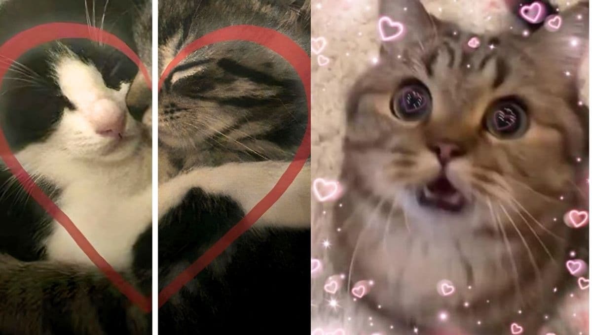 Fotos de gatitos enamorados para poner de perfil con tu pareja en WhatsApp