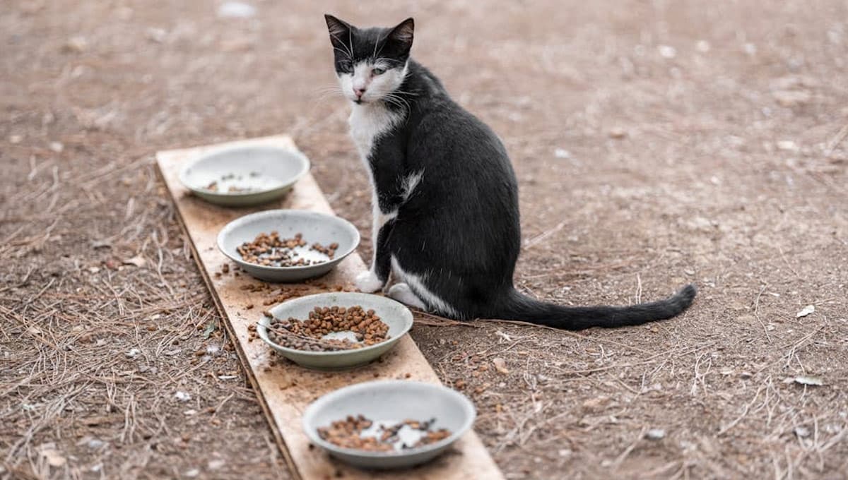 Tips de los veterinarios para elegir las mejores croquetas para tu gato