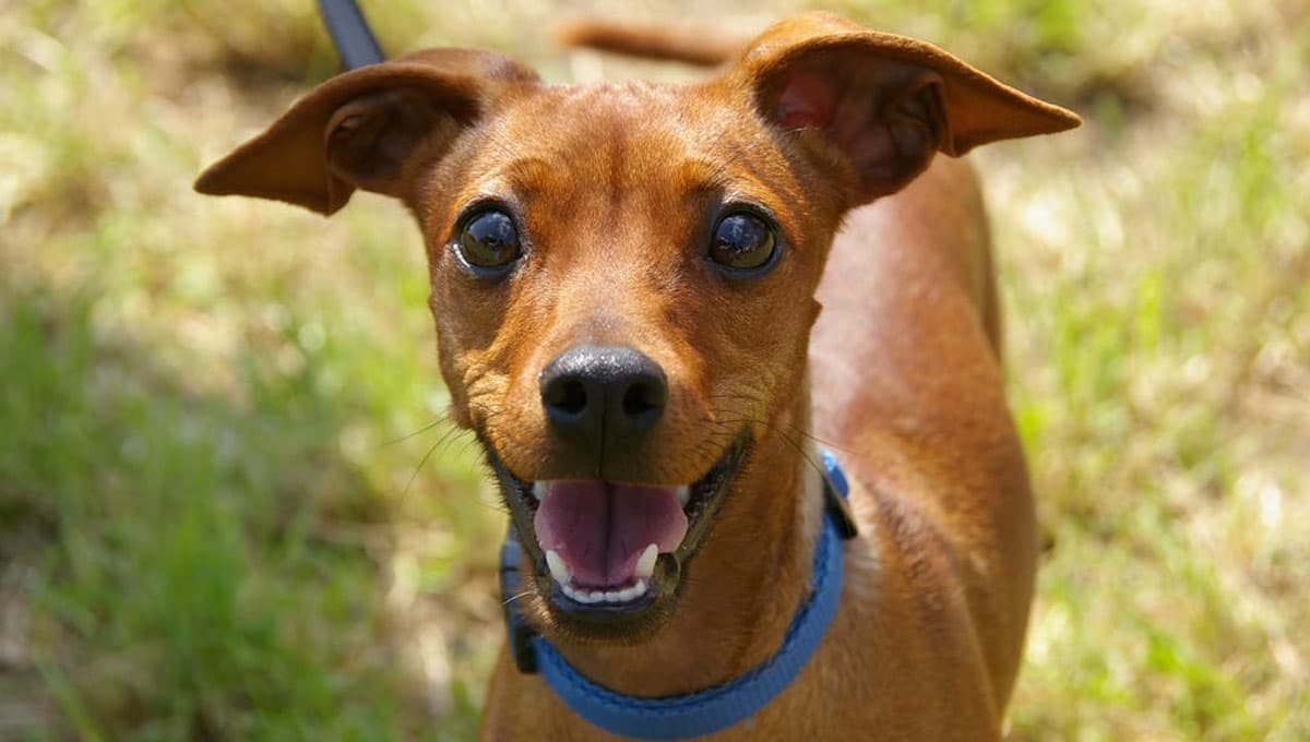 Nombres para perros machos pequeños pero bravos con su significado