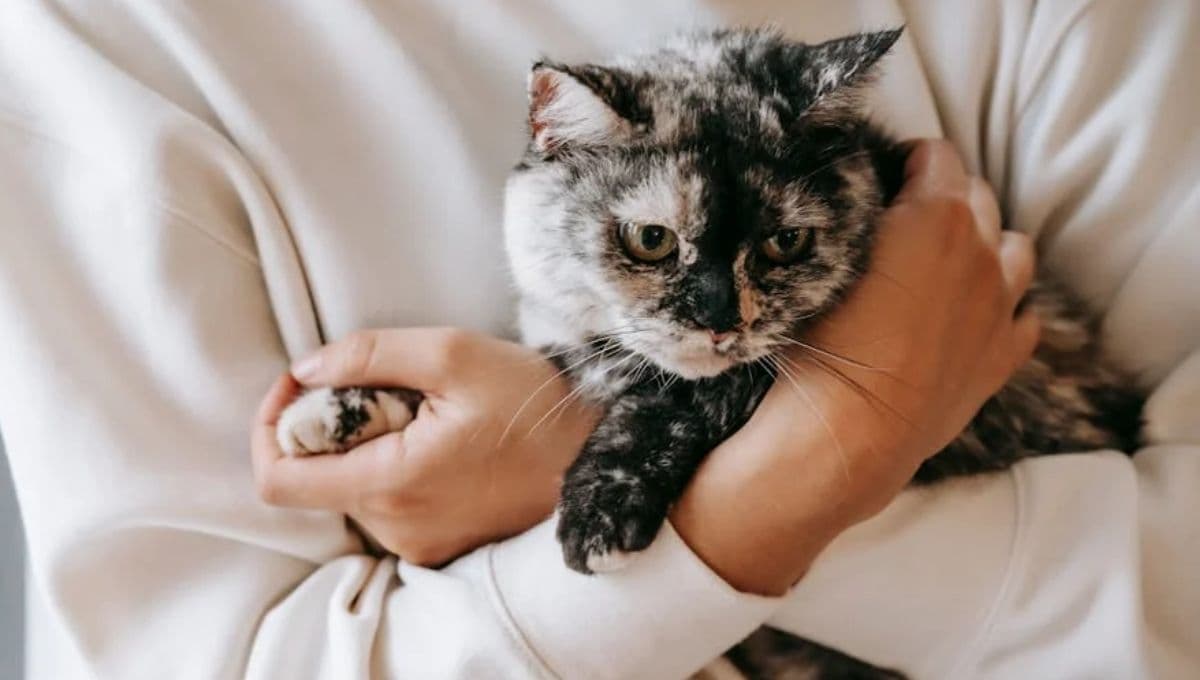 El trabajo de tus sueños: pagan 160,000 pesos por abrazar gatitos