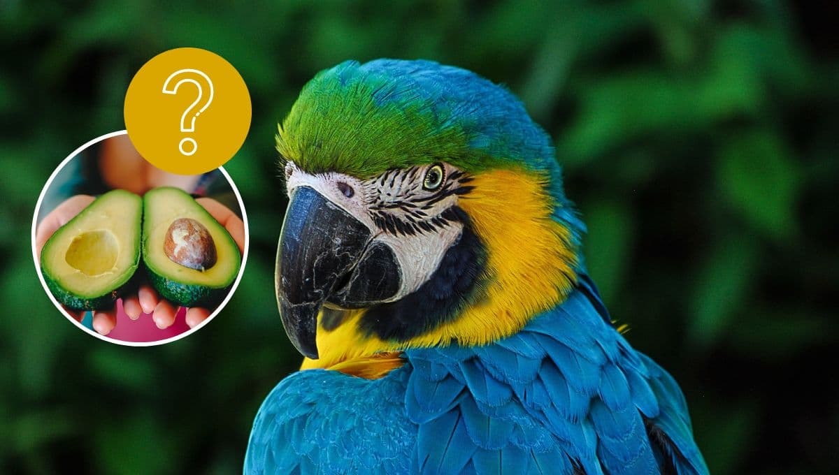 ¿Qué pasa si un loro come aguacate?