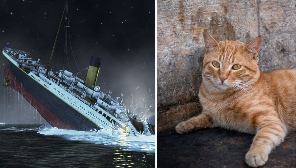 La gata Jenny del Titanic: cómo una felina predijo el hundimiento del barco y salvó vidas