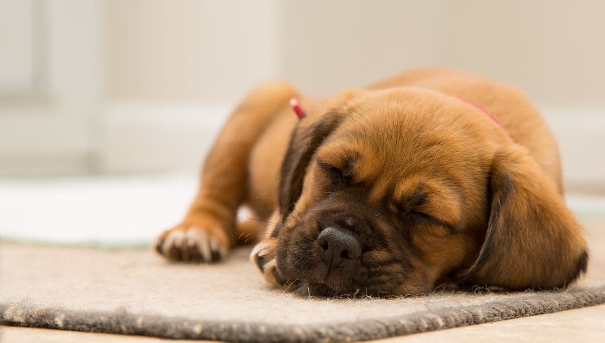 ¿Cómo saber si mi perro tiene pesadillas? La razón por la que NO debes despertarlo