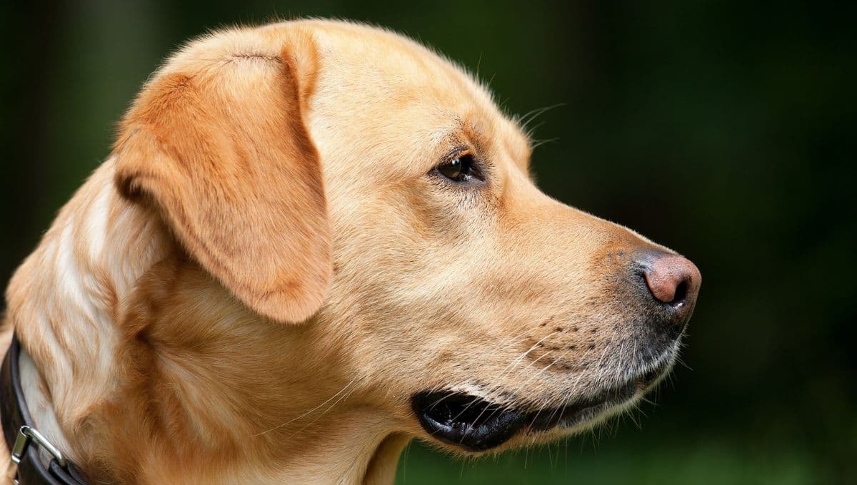 Roger, la historia del perro que fracasó como policía pero se convirtió en un héroe