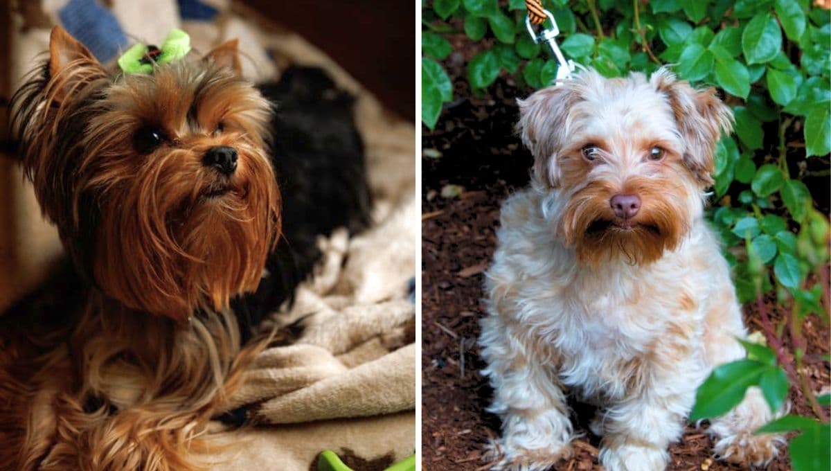 Perros Yorkie: comportamiento, carácter y qué cuidados necesitan