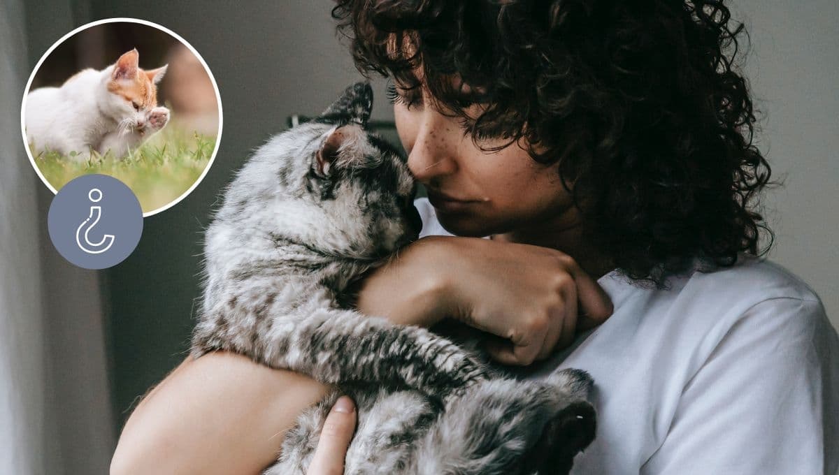 ¿Que significa cuando un gato se frota en ti y por qué es BUENO que lo hagan?