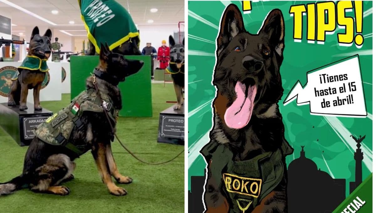 Roko, el perrito rescatista de la SEDENA, te regala una clase de adiestramiento y así la puedes ganar