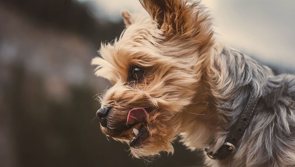 Así puedes alimentar a tu perro Yorkshire Terrier para que tenga pelo bonito