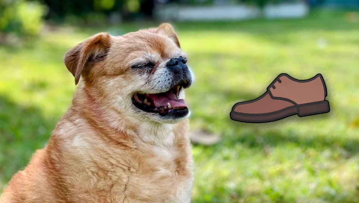 ¿Por qué a tu perro le encanta oler y masticar tus zapatos?
