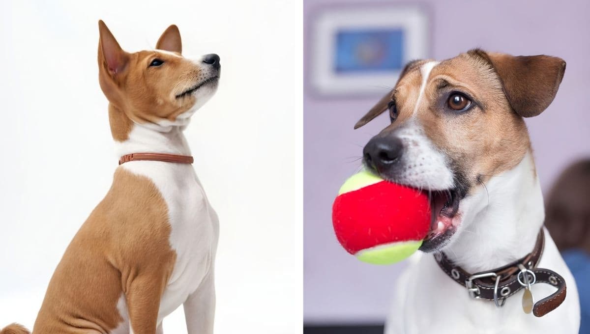 Claves para descubrir si tu perro es protector o es posesivo