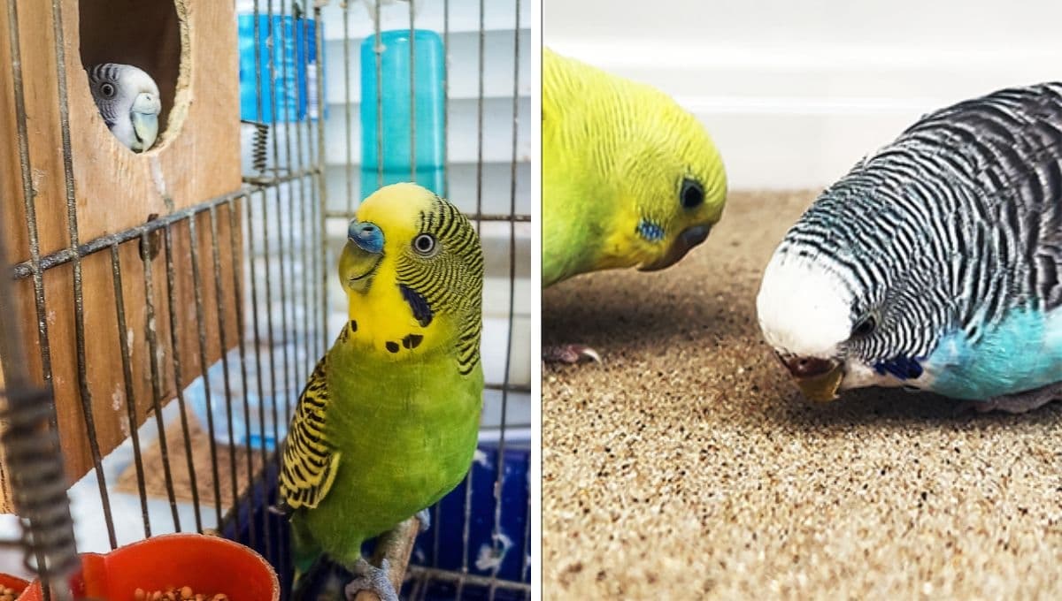 ¿Qué poner en el suelo de la jaula de un loro?