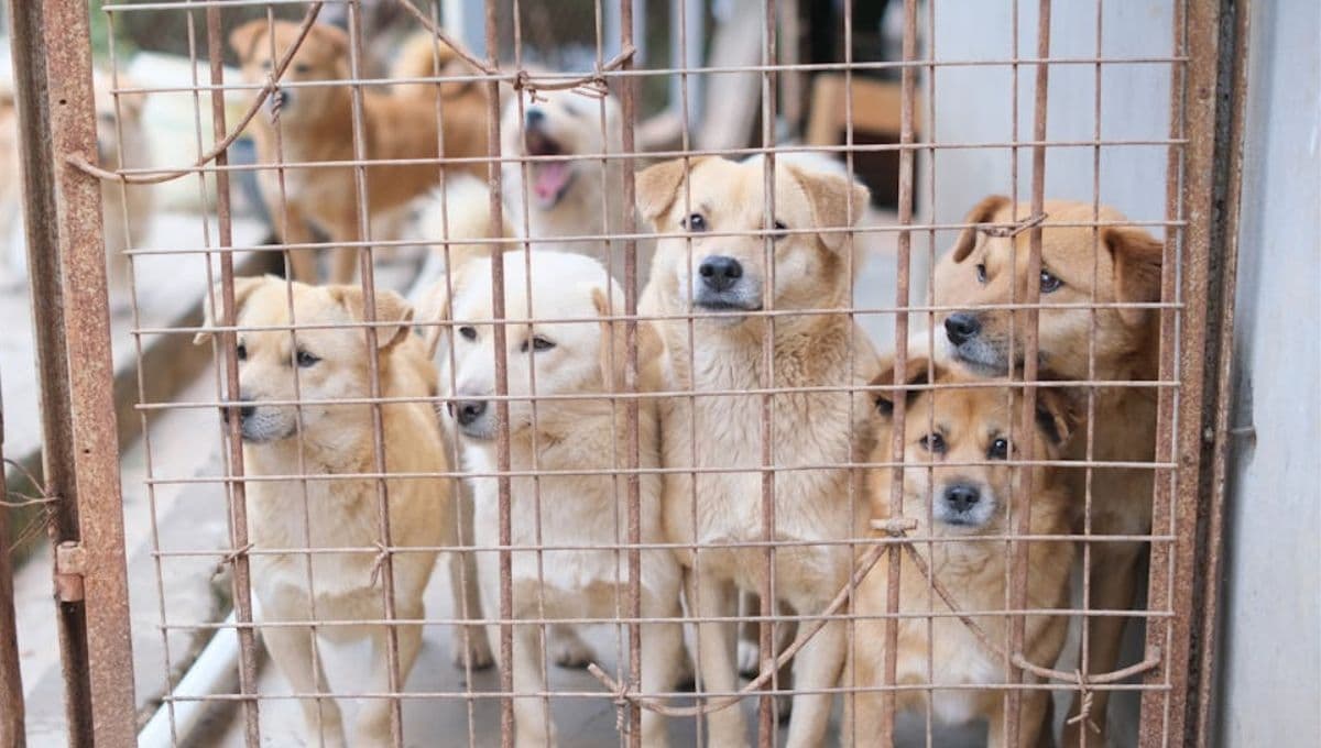 Quedan PROHIBIDOS los permisos para criar perros hasta que adopten a los que no tienen casa