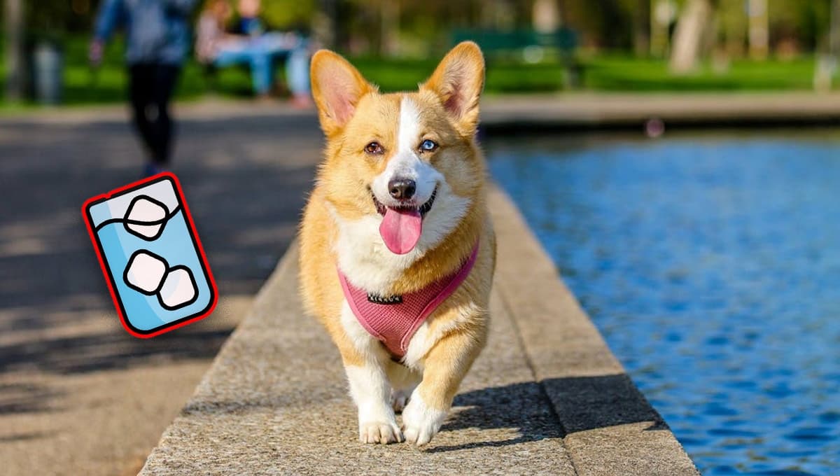 3 bebidas deliciosas que puede tomar tu perro aparte de agua