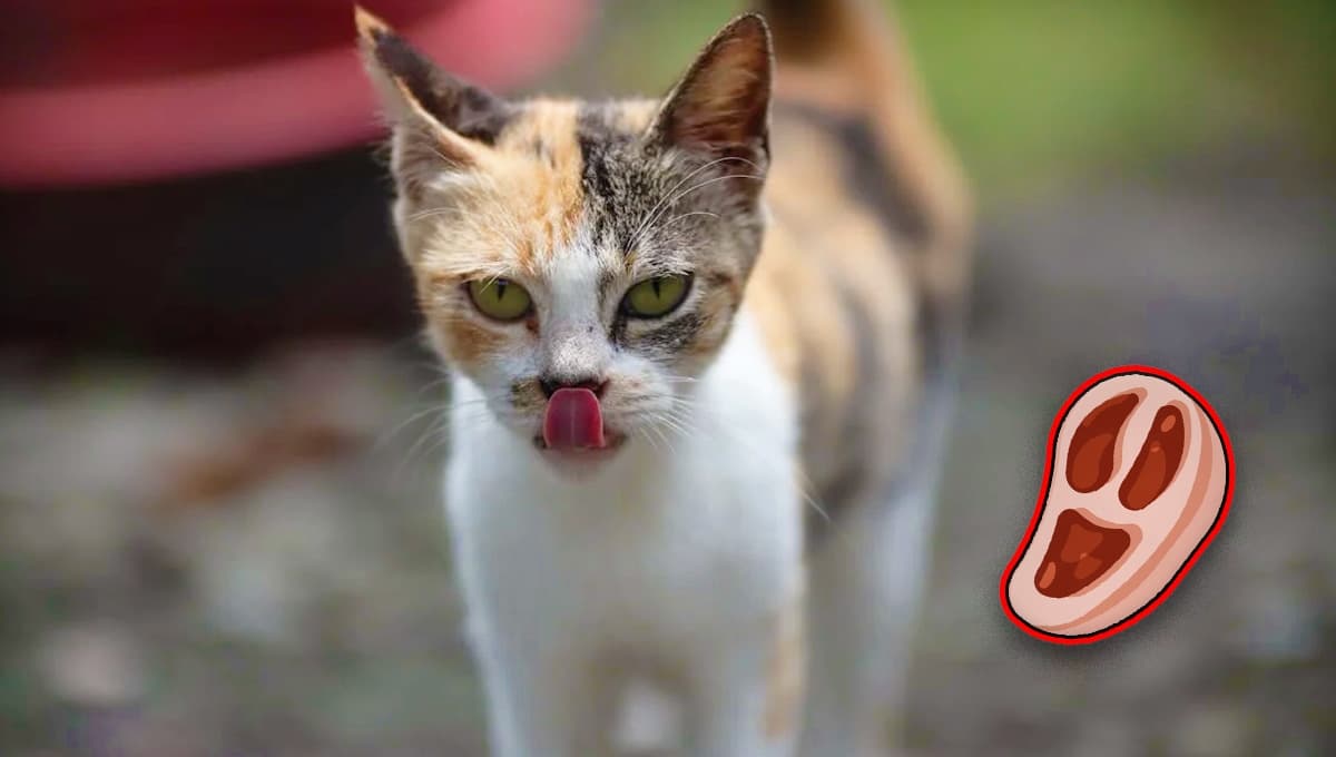 ¿Le puedo dar chuleta de comer a mi gato?