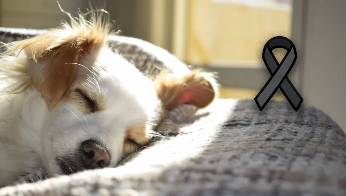 ¿Qué es la Ley Duque? La iniciativa para dar días libres si fallece tu mascota